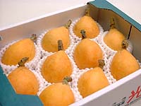 �R�䒬�ň�Ă����n�т�i�c���т�j����
