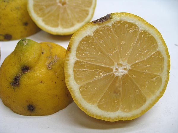 ���Y�������̗֐؂�
