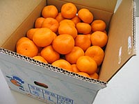 �O�P���~�J���i�l�T�C�Y�E�P�O�L���j