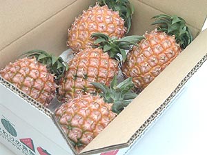 �܂����ׂ��Ă��Ȃ��̂Ńs�[�`�p�C���̃C���[�W�ł��B