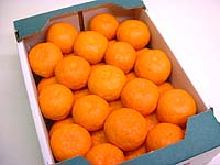 �����݂���i�唠�j