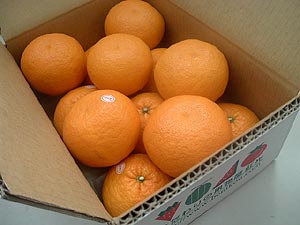 ���n�X���K�G���K���g����