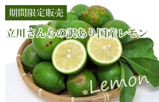 国産レモン訳あり（緑色）
