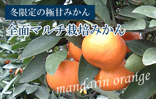 全面マルチ栽培みかん