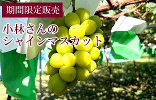 山梨県富士川町低農薬栽培シャインマスカット