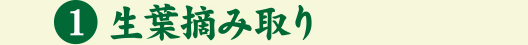 生葉摘み取り