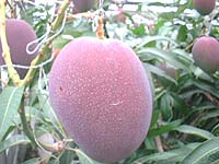 収穫直前のマンゴーの実（6月上旬）