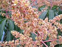 マンゴーの花。