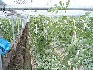 長嶺さんと紅光の杉山（長嶺さんのハウスで　2003年2月下旬）