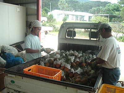 ピーチパインの選別