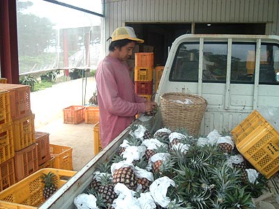 ピーチパインの選別