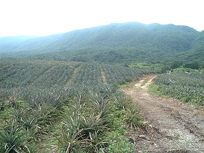 パインの畑