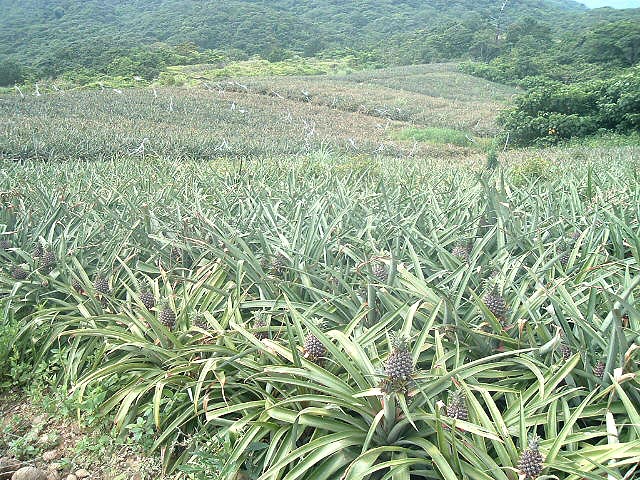 本当に広いなぁ！パインの畑
