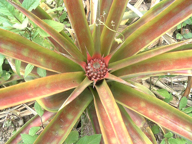 パインの赤ちゃん