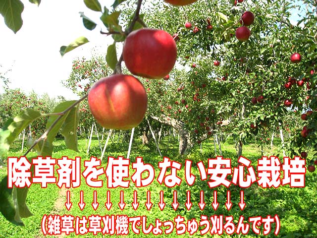 柳沢さんのリンゴの畑は、除草剤を使わないで草刈機で雑草を刈っている安心栽培です。