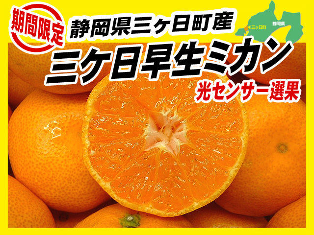 三ヶ日ミカンのカット