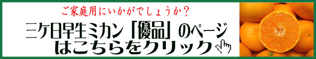 三ヶ日ミカンのカット