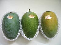 キングマンゴー追熟