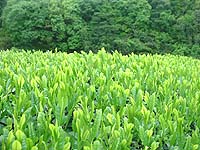 鮮やかな新茶の新芽