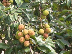 木になっている緑ライチ