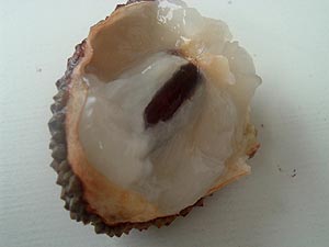 がぶり。お先にいただきます。