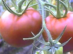 紅光の完熟トマト