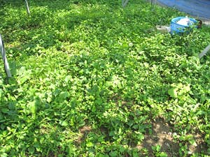 除草剤をつかっていないので雑草が生えています