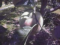 �t��������Ƃ���