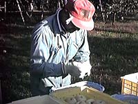 ���n�̗l�q