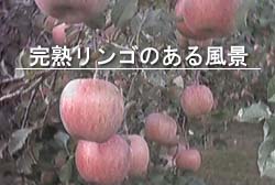 完熟リンゴのある風景
