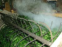 浅井さんの工場の深蒸しの製茶ライン